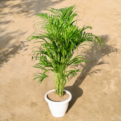 Buy Areca Palm Bushy in 12 Inch Nursery Pot Online | Urvann.com