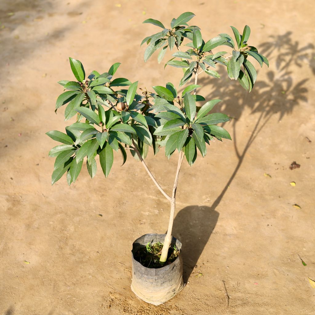 Chiku / Sapodilla in 7 Inch Nursery bag