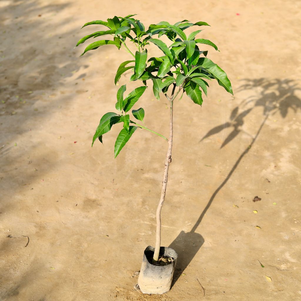 Mango All Season in 7 Inch Nursery bag