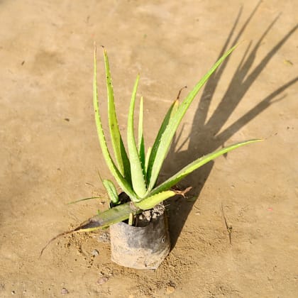 Buy Aloe Vera in 7 Inch Nursery bag Online | Urvann.com