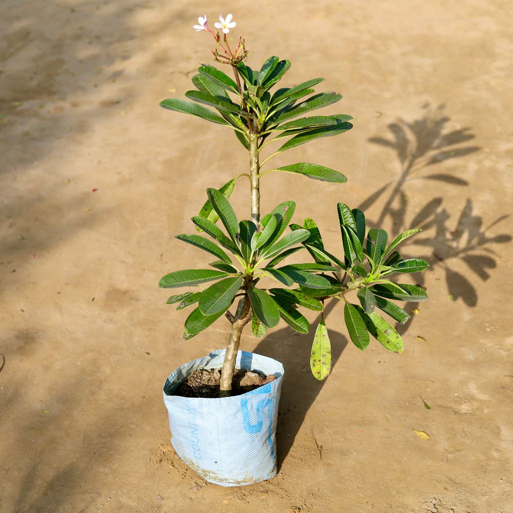 Champa (Any Colour) in 12 Inch Nursery bag