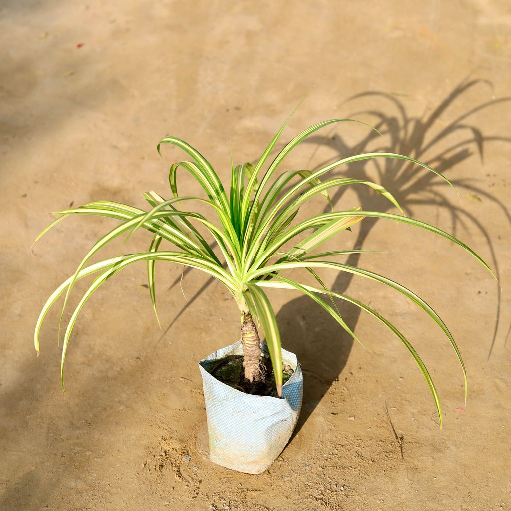 Pandanus / Screwpine in 4 Inch Nursery bag