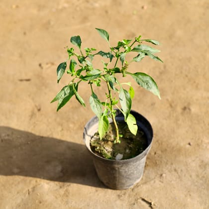 Buy Chilli Plant in 6 Inch Nursery Pot Online | Urvann.com