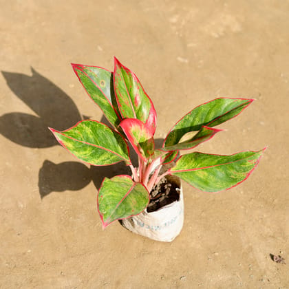 Buy Aglaonema Lipstick in 4 Inch Nursery bag Online | Urvann.com