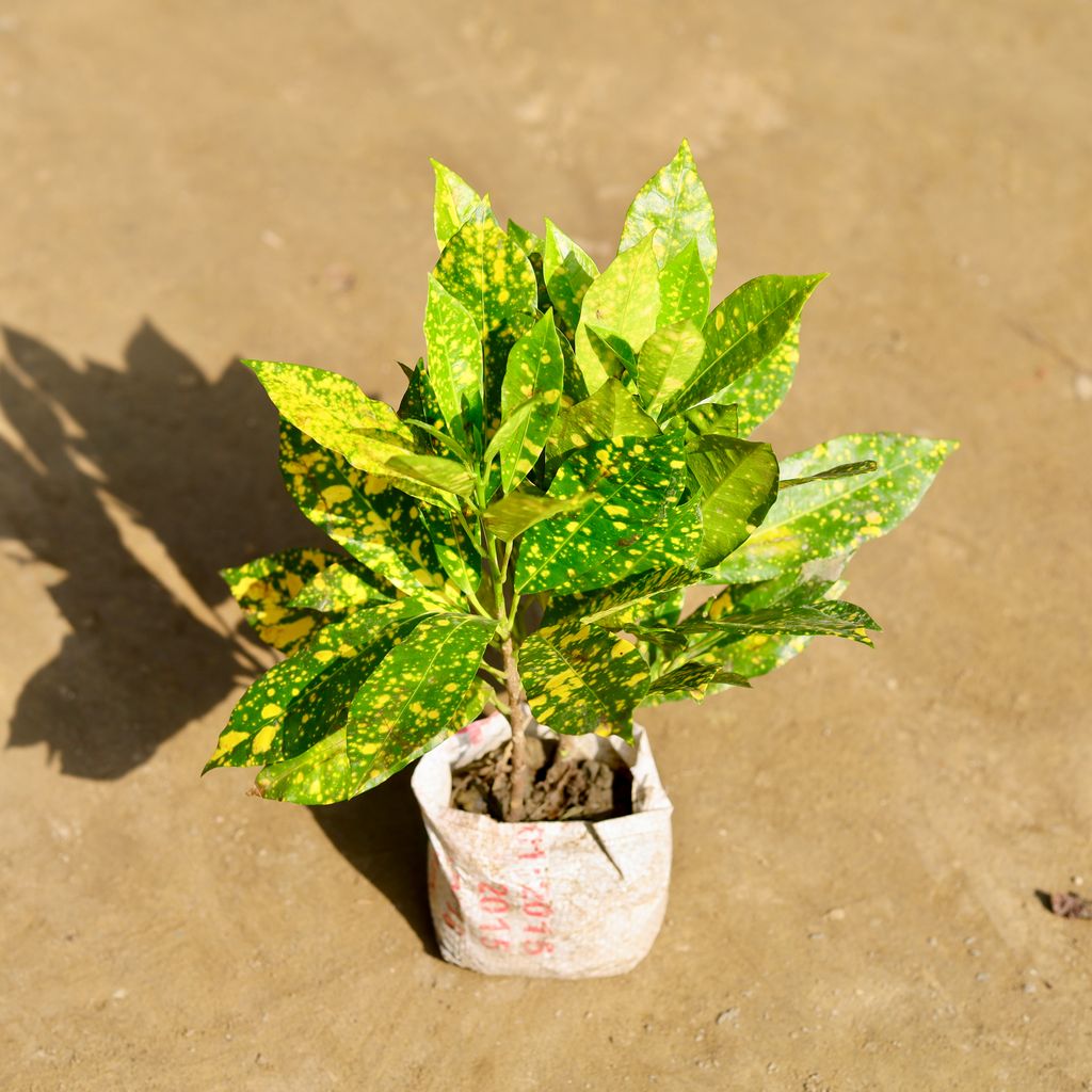 Baby Croton in 4 Inch Nursery bag