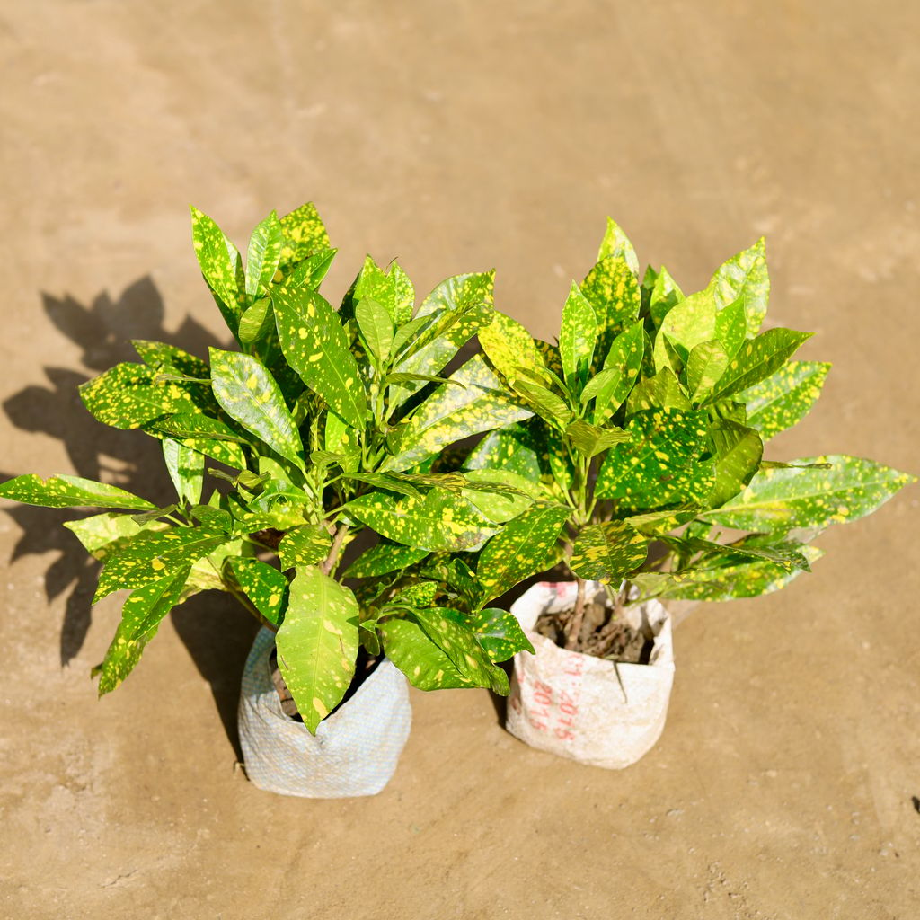 Set of 2 - Baby Croton in 4 Inch Nursery bag