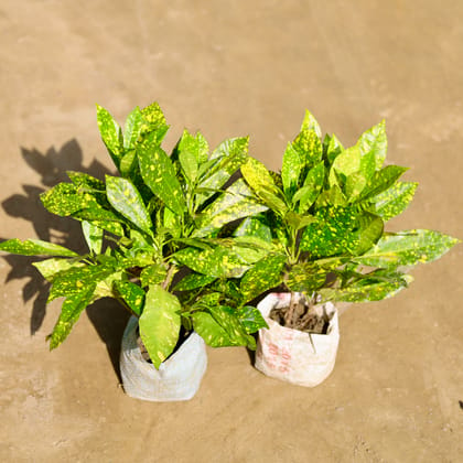 Buy Set of 2 - Baby Croton in 4 Inch Nursery bag Online | Urvann.com