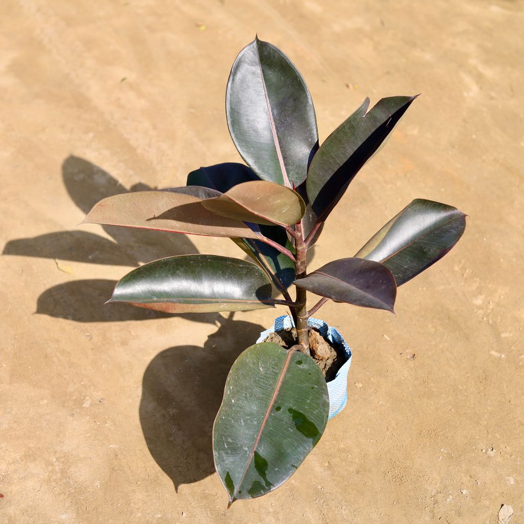 Rubber Plant in 7 Inch Nursery bag