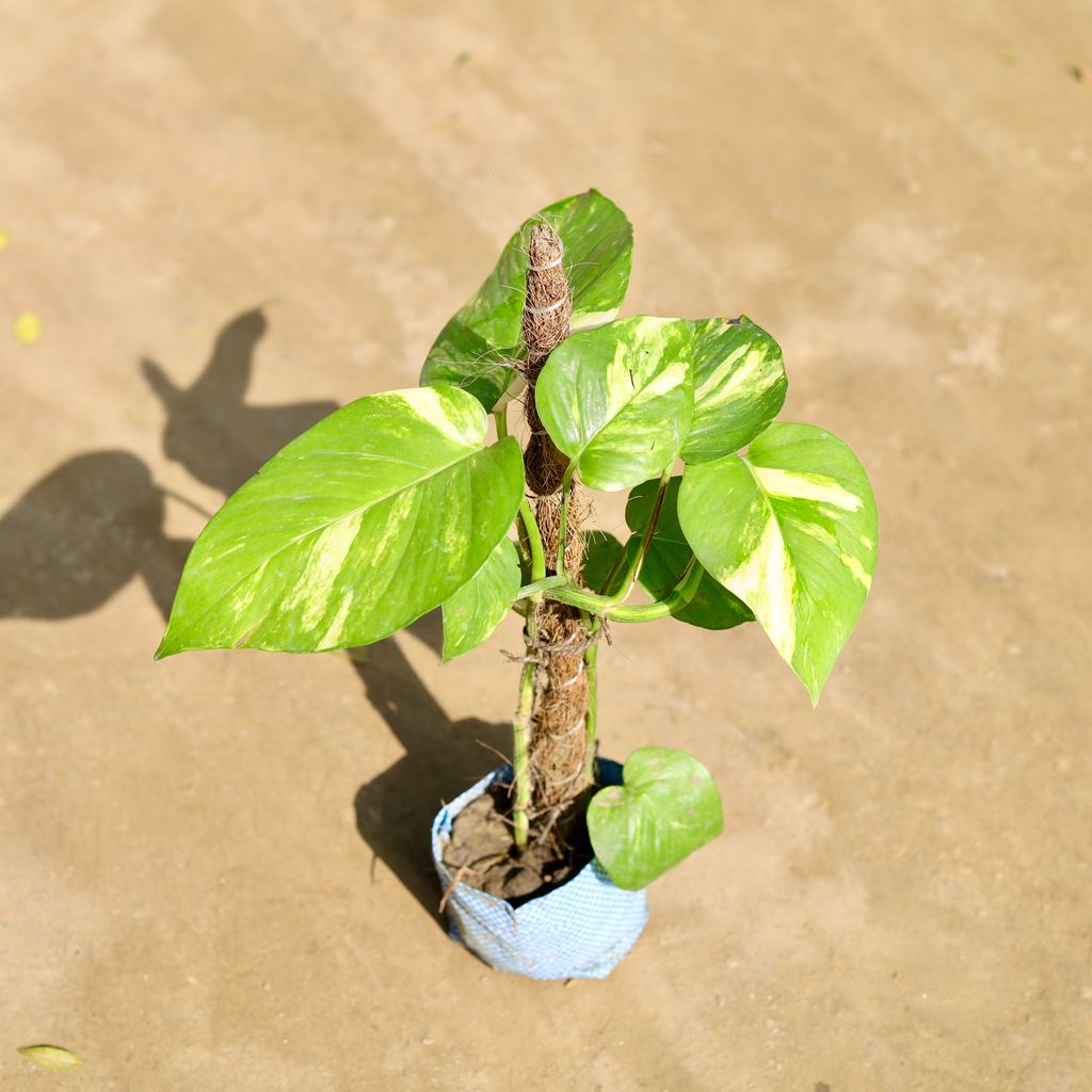 Money Plant Variegated With 1 Ft Moss Stick in 4 Inch Nursery bag