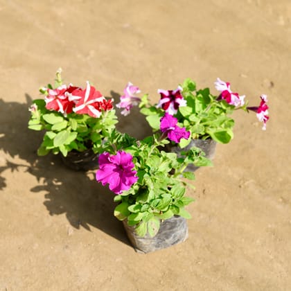 Buy Set of 3 - Petunia (Any Colour) in 4 Inch Nursery bag Online | Urvann.com