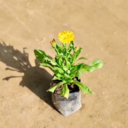 Buy Calendula (Any Colour) in 4 Inch Nursery bag Online | Urvann.com