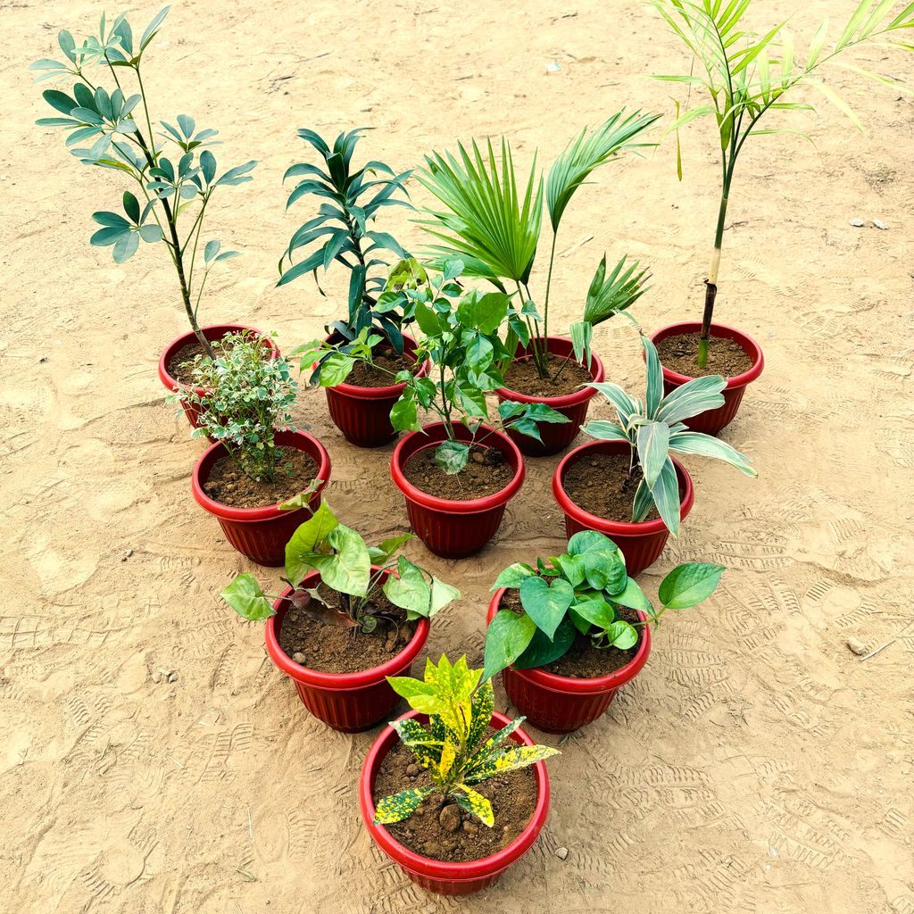 Air Purifying Special - Set of 10 - Schefflera Green, Dracaena Green, China Palm, Cane Palm, Aralia Varaigated, Radermachera / China Doll, Dracaena Cordyline White, Syngonium Bronze, Money Plant Green & Baby Croton in 8 Inch classy Red Plastic Pot