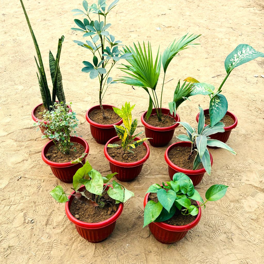 Air Purifying Delight - Set of 7 - Assorted Air Purifying Plants (any 7) in 8 Inch classy Red Plastic Pot