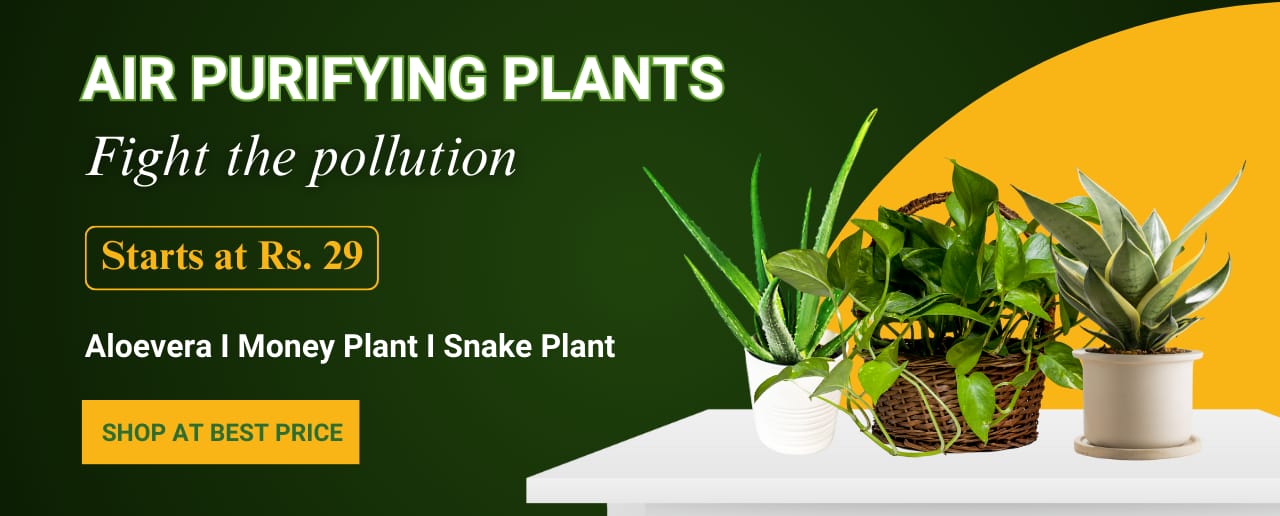 Air Purifying Plants