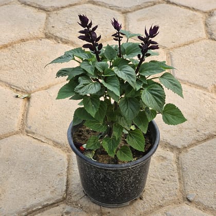 Buy Salvia Purple in 6 Inch Nursery Pot Online | Urvann.com