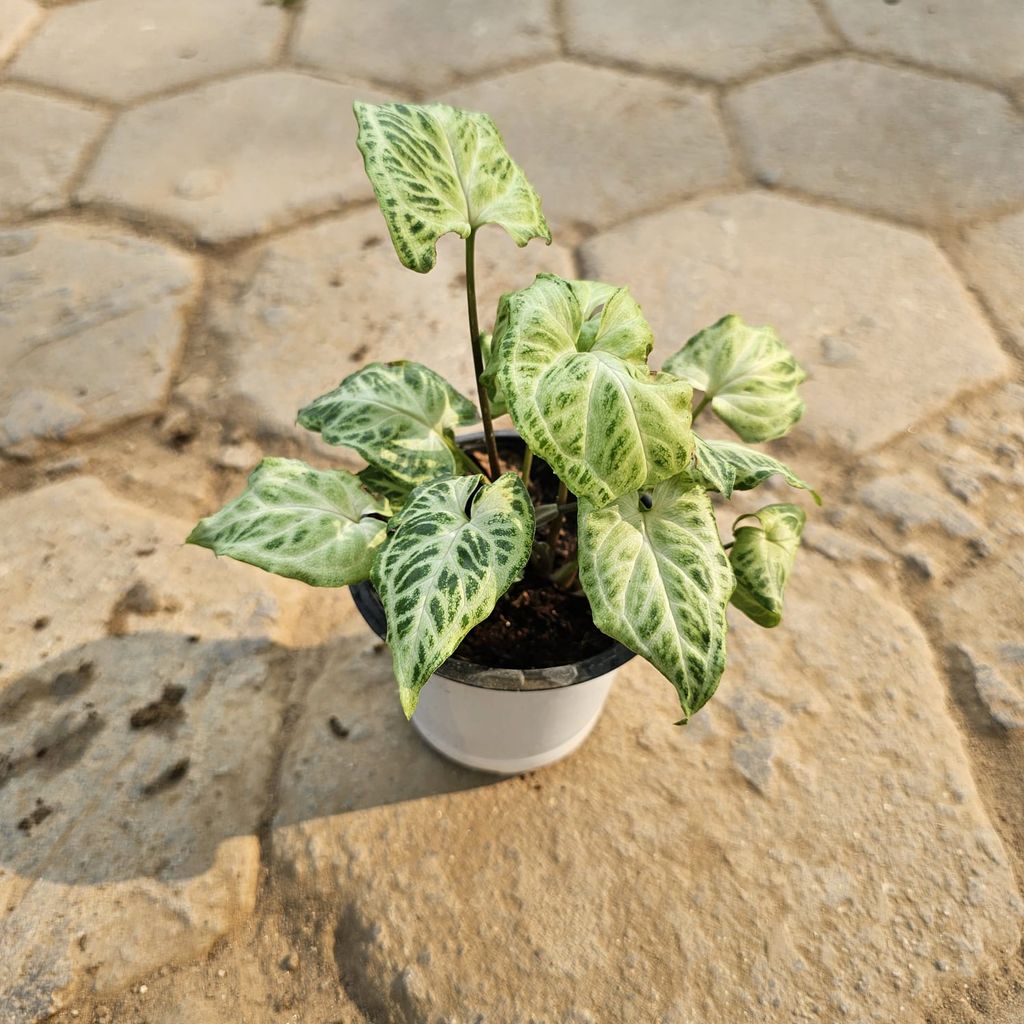 Syngonium Green Dwarf in 4 Inch Nursery Pot