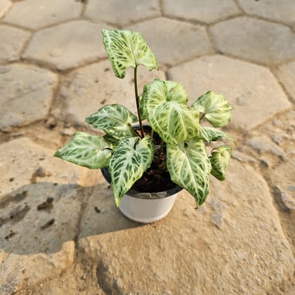 Buy Syngonium Green Dwarf in 4 Inch Nursery Pot Online | Urvann.com