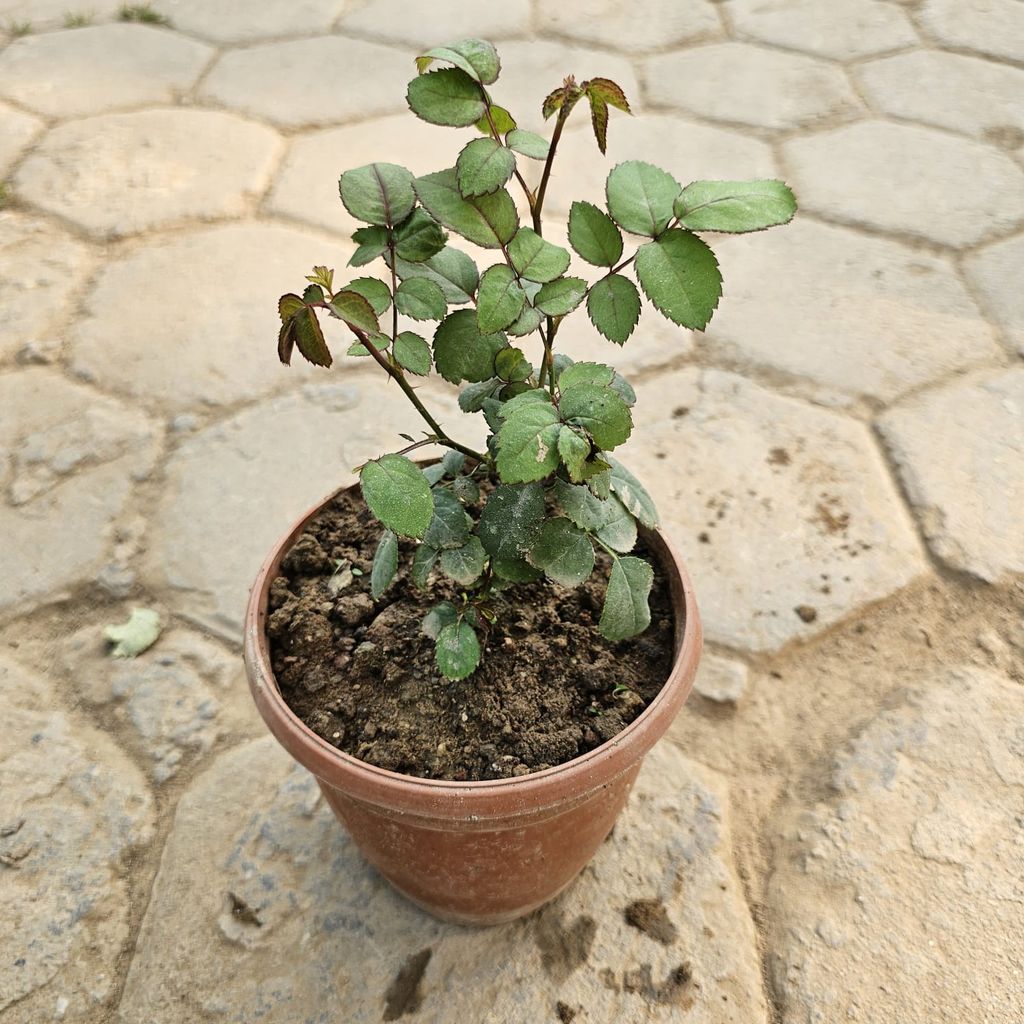 Rose Miniature in 6 Inch Nursery Pot