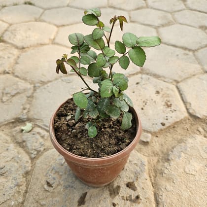 Buy Rose Miniature in 6 Inch Nursery Pot Online | Urvann.com