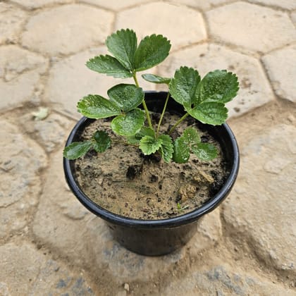 Buy Strawberry in 6 Inch Nursery Pot Online | Urvann.com