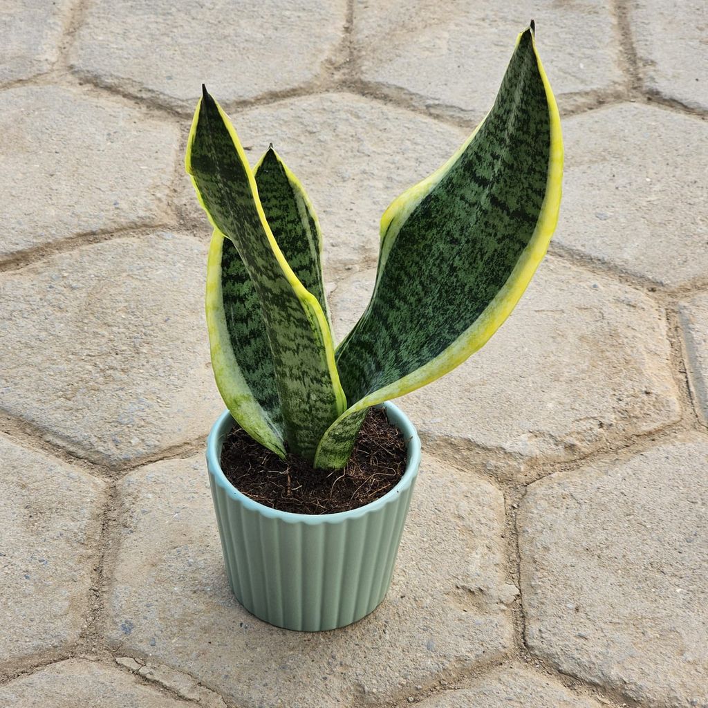 Snake Golden in 4 Inch Pastel Green Round Ceramic Pot