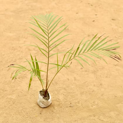 Bottle Palm in 4 Inch Nursery Bag