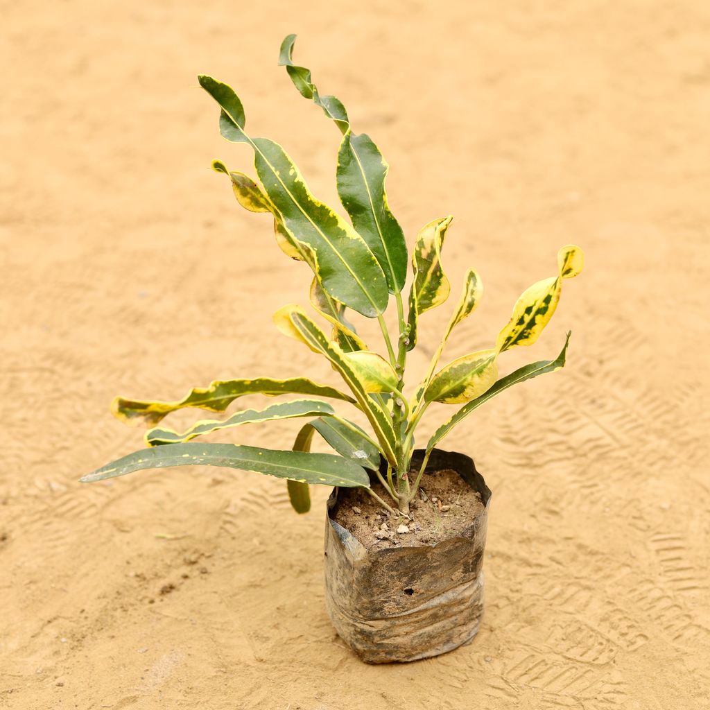 Croton Deadlocks in 3 Inch Nursery Bag