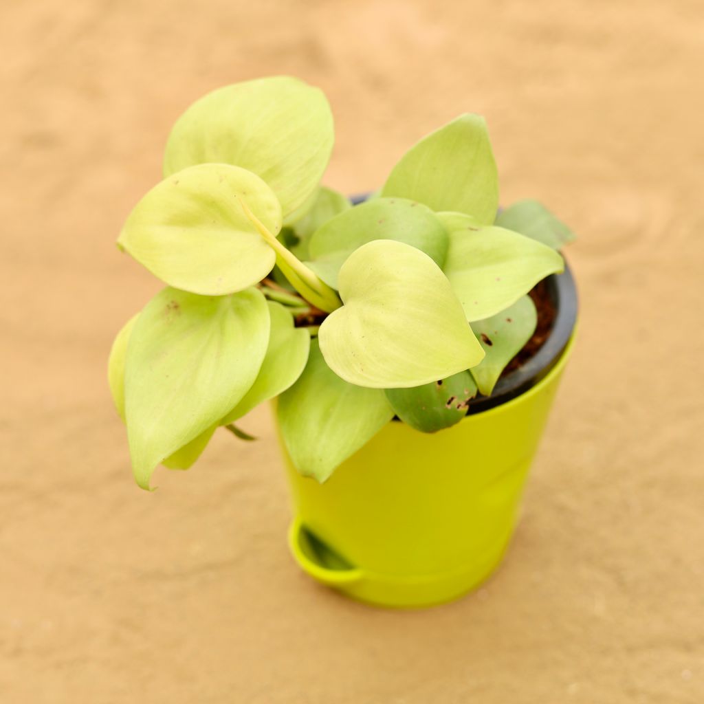 Oxycardium Golden in 4 Inch Green Florence Self Watering Pot