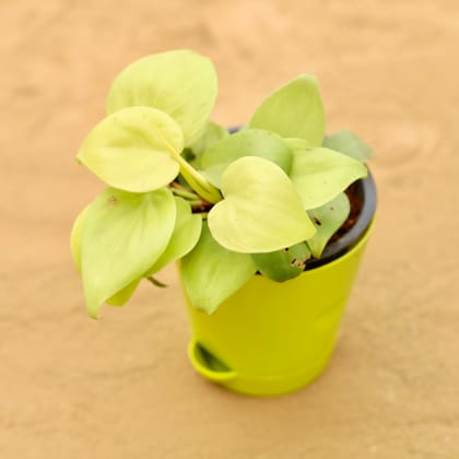 Buy Oxycardium Golden in 4 Inch Green Florence Self Watering Pot Online | Urvann.com