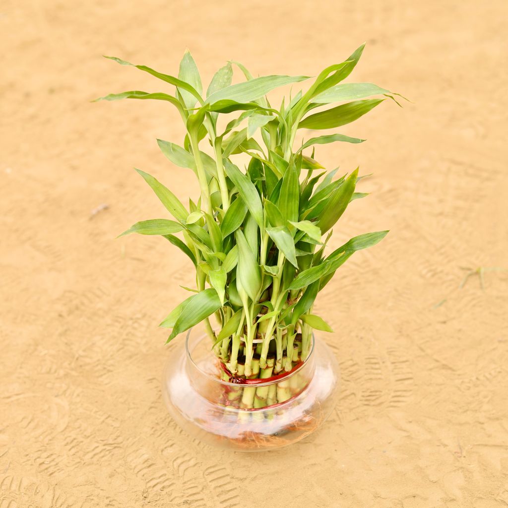 3 Layer Lucky Bamboo in 4 Inch Glass Bowl