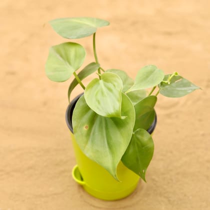 Buy Oxycardium Green in 4 Inch Green Florence Self Watering Pot Online | Urvann.com