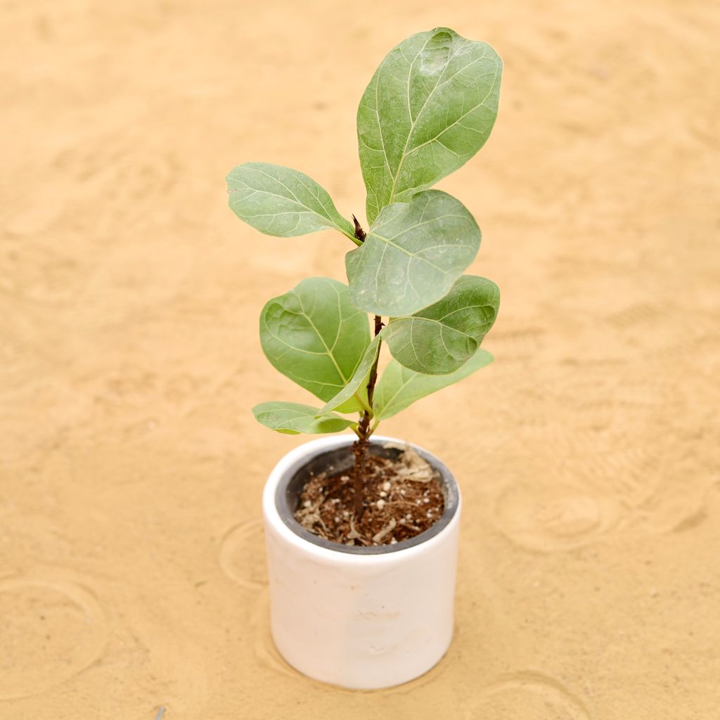 Fiddle Leaf Fig / Ficus Lyrata in 4 Inch White Minimalist Cylindrical Ceramic Pot