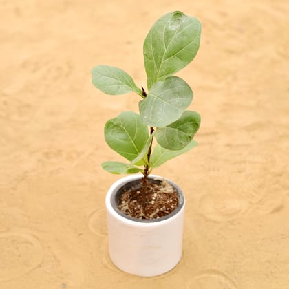 Buy Fiddle Leaf Fig / Ficus Lyrata in 4 Inch White Minimalist Cylindrical Ceramic Pot Online | Urvann.com