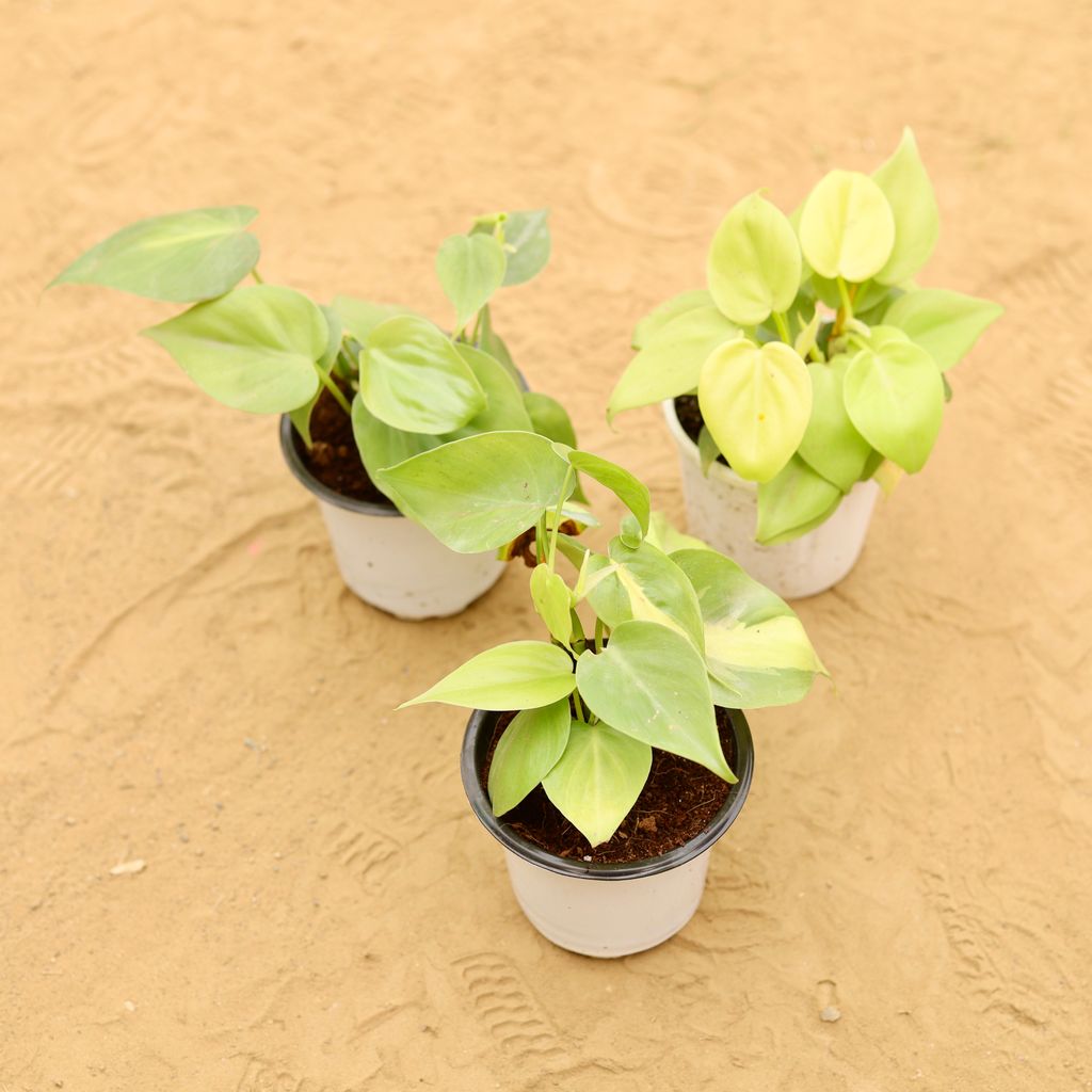 Set of 3 - Oxycardium (Green, Golden & Brazilian Vareigated) in 4 Inch Nursery Pot