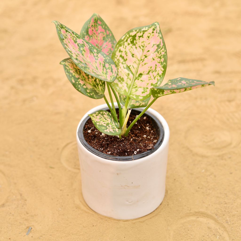 Aglaonema Pink in 4 Inch White Minimalist Cylindrical Ceramic Pot