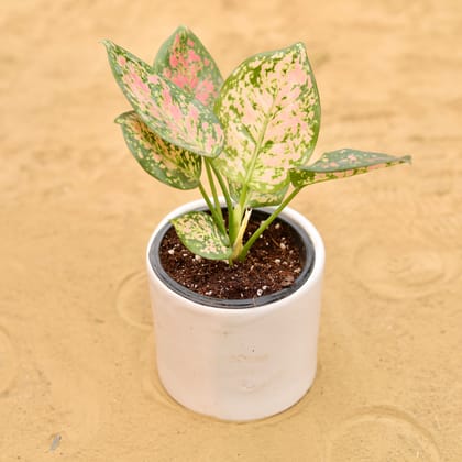 Buy Aglaonema Pink in 4 Inch White Minimalist Cylindrical Ceramic Pot Online | Urvann.com