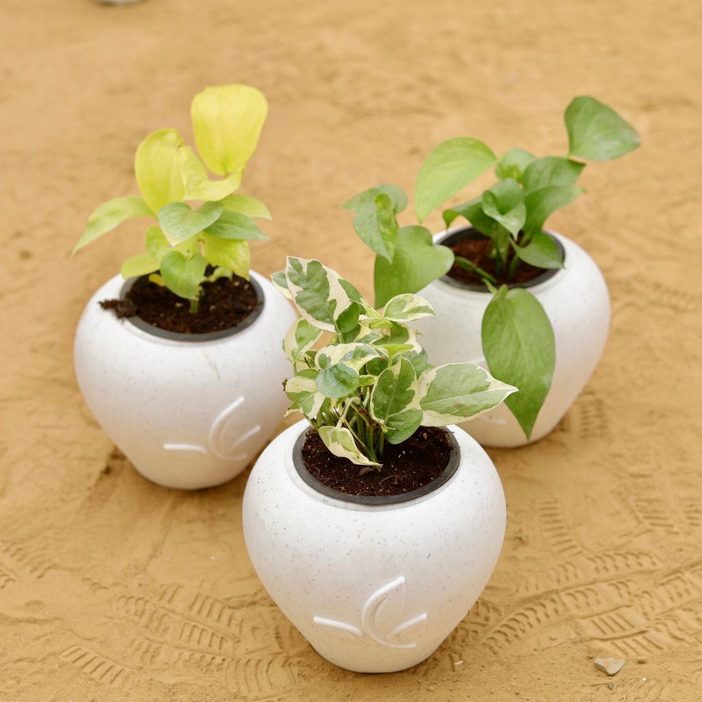 Set of 3 - Money Plant (Green, Golden & N'joy) in 7 Inch Plain White Premium Apple Leaf Plastic Pot