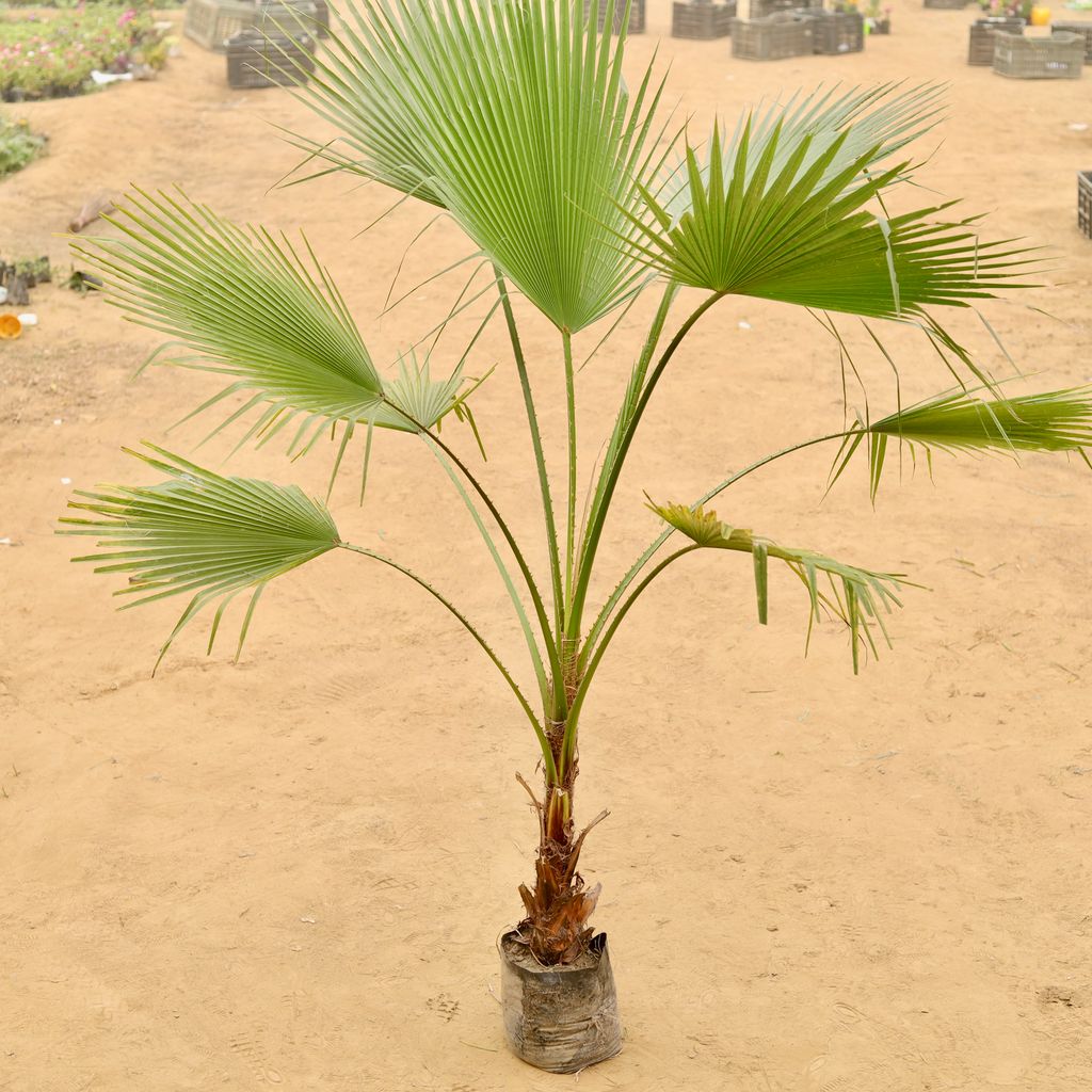 Air purifying - Washingtonia Palm (~ 6 Ft) in 10 Inch Nursery Bag