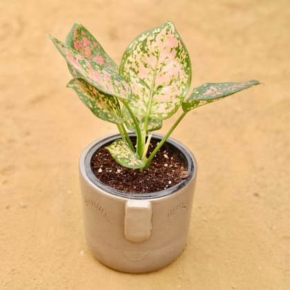 Buy Aglaonema Pink in 3.5 Inch Grey 3D Cute Face Textured Ceramic Pot - Minimalist Glossy Succulent Pot, Indoor Flower Pot for Home and Office Decor Online | Urvann.com