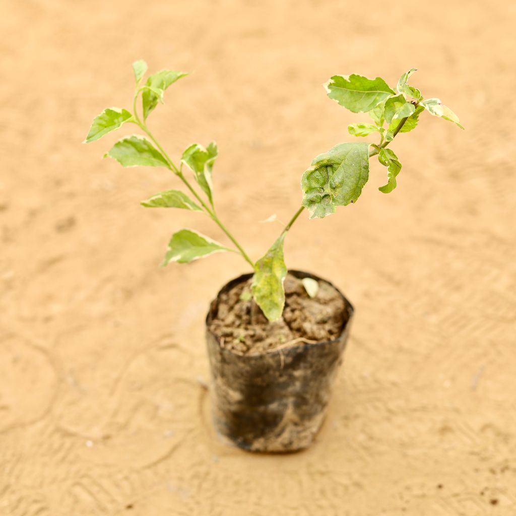 Duranta Vareigated in 3 Inch Nursery Bag