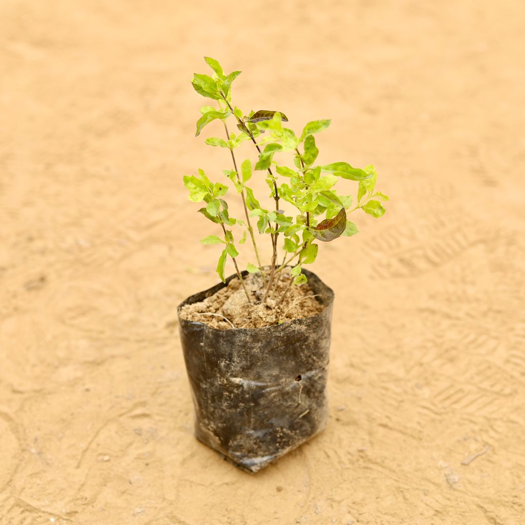 Duranta Green in 3 Inch Nursery Bag