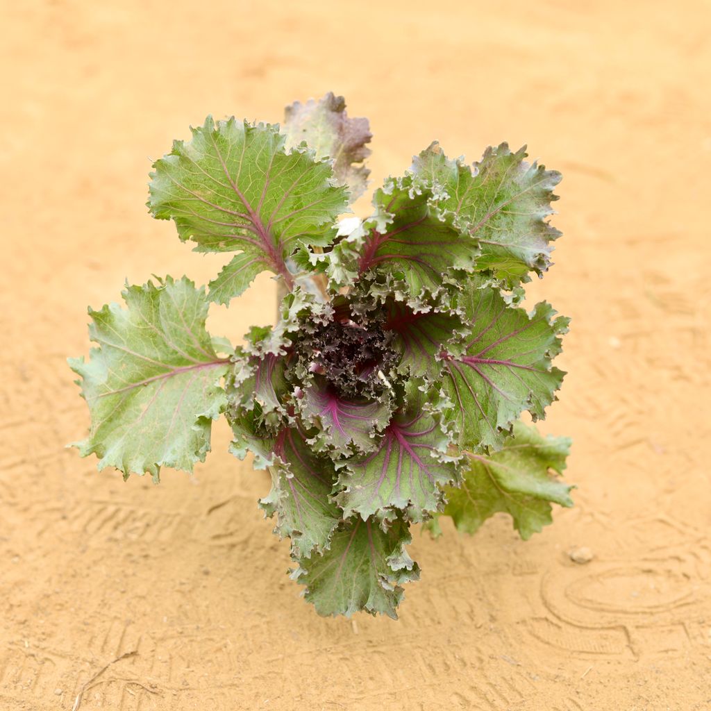 Free Gift - Kale Red in 3 Inch Nursery Bag - Flash Sale