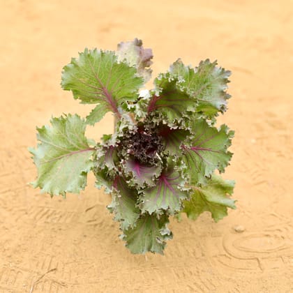 Buy Kale Red in 3 Inch Nursery Bag Online | Urvann.com