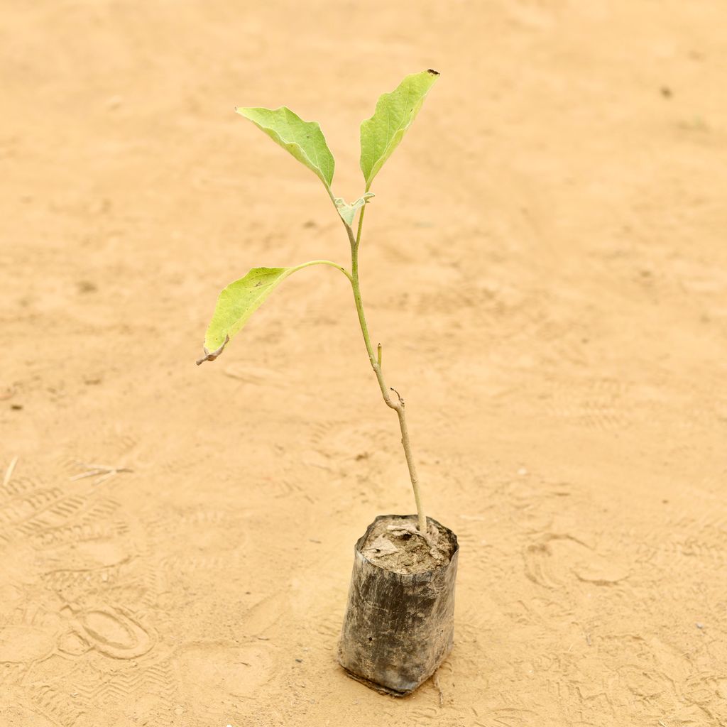 Baigan / Brinjal in 3 Inch Nursery Bag