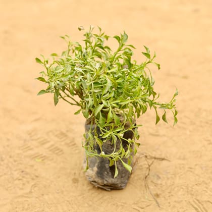 Buy Alternanthera Green in 3 Inch Nursery Bag Online | Urvann.com