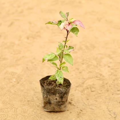 Buy Hibiscus Desi Vareigated in 3 Inch Nursery Bag Online | Urvann.com