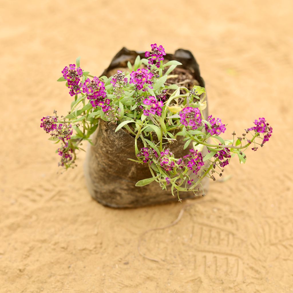 Alyssum (any colour) in 3 Inch Nursery Bag