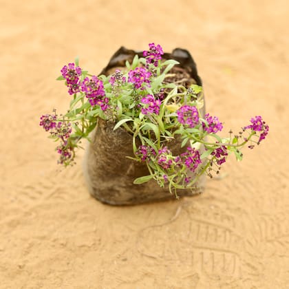 Buy Alyssum in 3 Inch Nursery Bag Online | Urvann.com