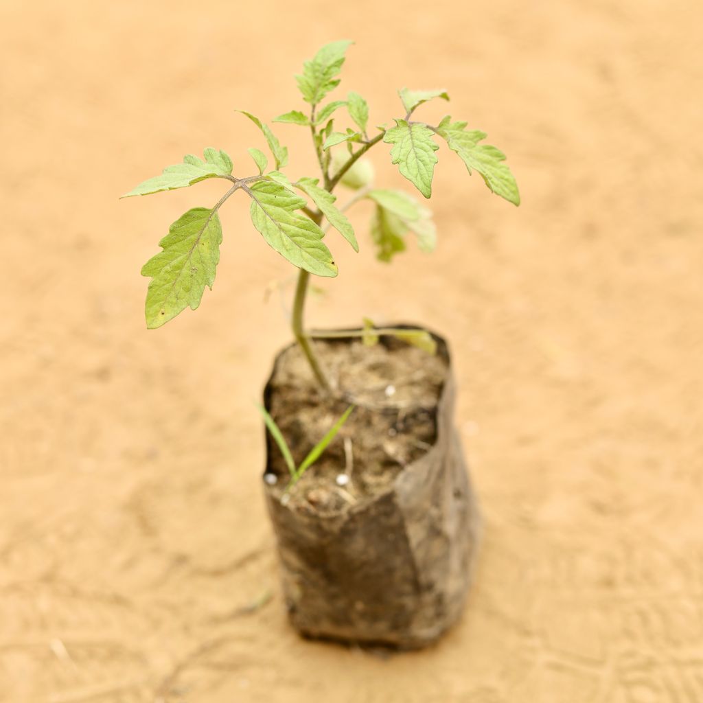 Tomato in 3 Inch Nursery Bag