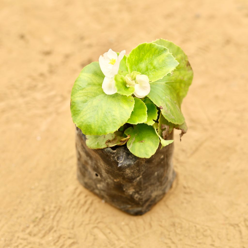 Begonia White in 3 Inch Nursery Bag